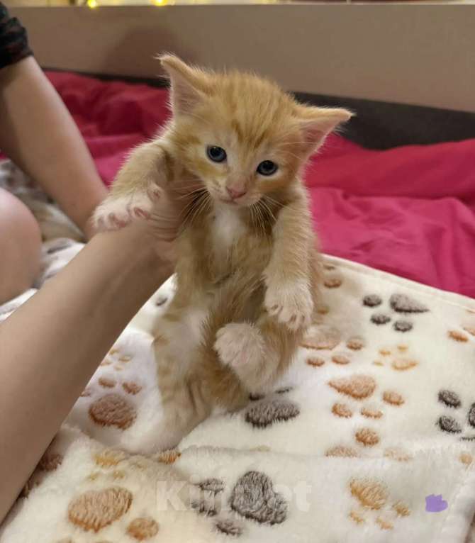 Кошки в Санкт-Петербурге: Котята в добрые руки Мальчик, Бесплатно - фото 2