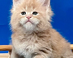Кошки в других городах Ленинградской области: Котята Мейн Кун  Мальчик, 60 000 руб. - фото 2