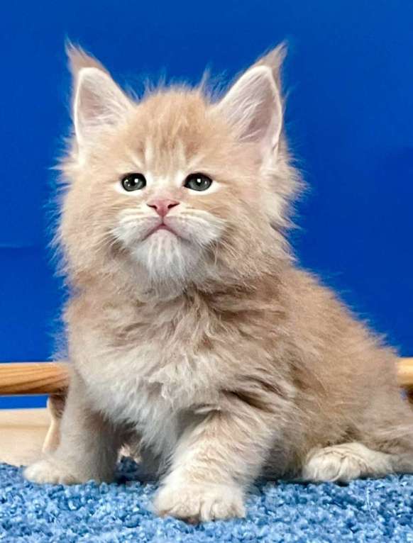 Кошки в других городах Ленинградской области: Котята Мейн Кун  Мальчик, 60 000 руб. - фото 2