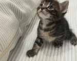 Кошки в Химках: Котенок в добрые руки Мальчик, Бесплатно - фото 4