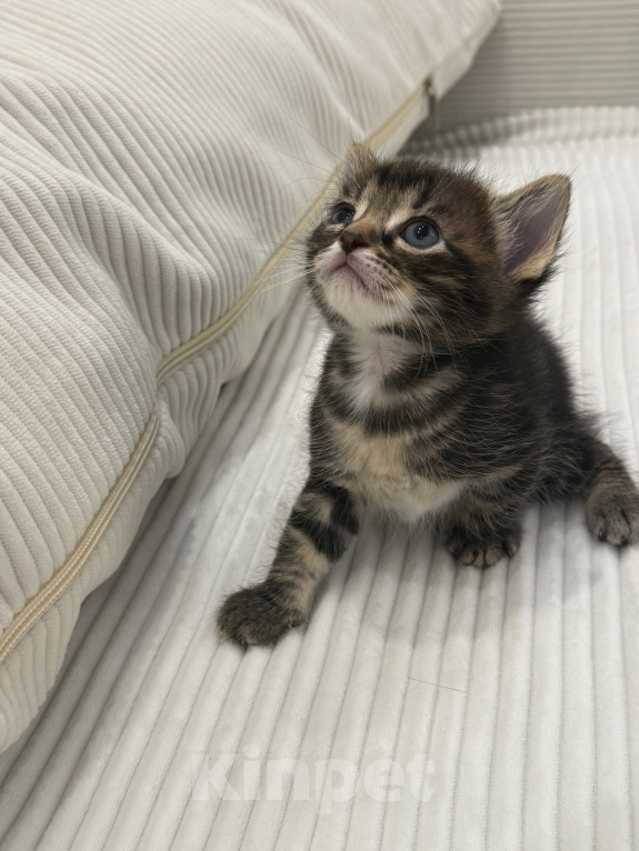 Кошки в Химках: Котенок в добрые руки Мальчик, Бесплатно - фото 4