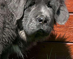 Собаки в Щелково: Тибетский мастиф 3 мес девочка Девочка, 50 000 руб. - фото 1