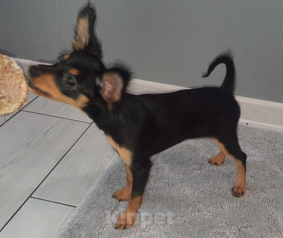 Собаки в Новосибирске: Девочка Урсулина Девочка, 69 000 руб. - фото 4