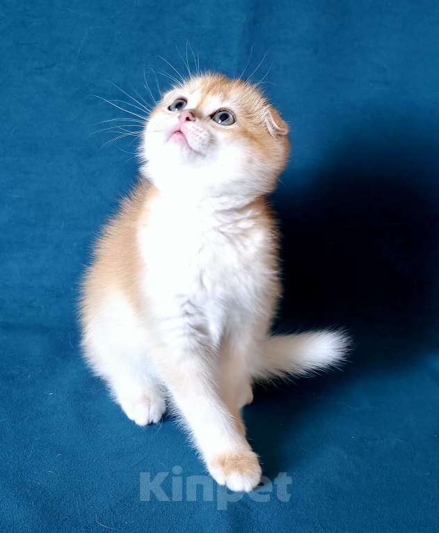 Кошки в Калуге: Richard SFS ny 12 Мальчик, Бесплатно - фото 6