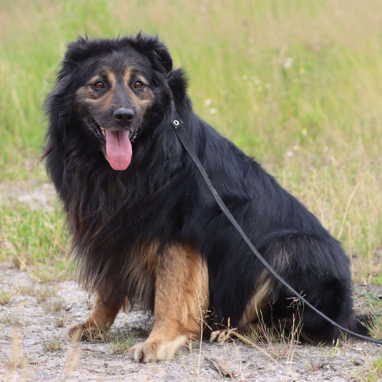 Собаки в Москве: Красивый пушистый мини тибетский мастифф Мальчик, Бесплатно - фото 6