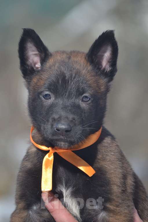 Собаки в Москве: Щенки Малинуа Разнополые, Бесплатно - фото 5