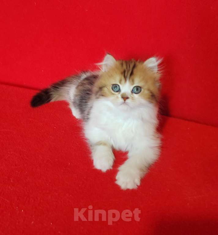Кошки в Москве: Кошечка золотой мрамор с белым Девочка, 25 000 руб. - фото 6