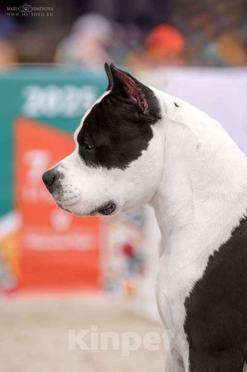 Собаки в Москве: Щенок амстаффа в семью Девочка, 90 000 руб. - фото 5