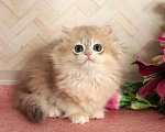 Кошки в Донецке: Британский длинношерстный котенок BLH ay 12 Девочка, 50 000 руб. - фото 2