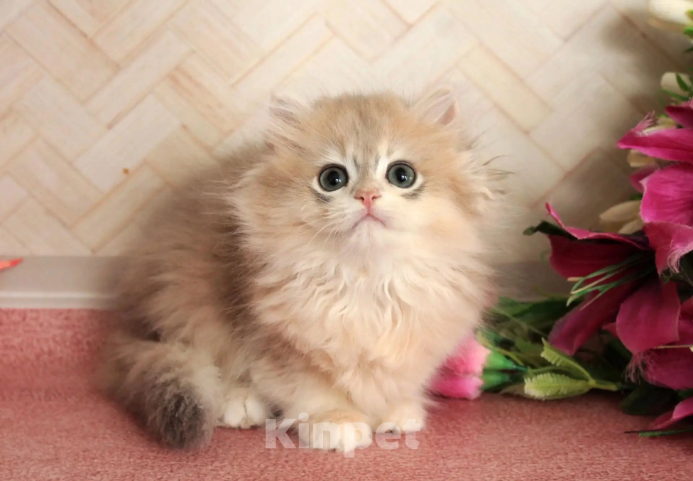 Кошки в Донецке: Британский длинношерстный котенок BLH ay 12 Девочка, 50 000 руб. - фото 2