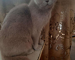 Кошки в Дагестанском Огне: Шотландские вислоухие котята, 5 000 руб. - фото 5
