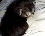 Кошки в Мичуринске: Котята Мейн-кун, 10 000 руб. - фото 2