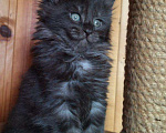 Кошки в Ливны: Котята мейн-кун, 55 000 руб. - фото 2