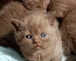Кошки в Москве: Британские котята разного возраста и окраса Мальчик, 15 000 руб. - фото 8