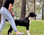 Собаки в Красноярске: Девочка алабая Девочка, 26 000 руб. - фото 2