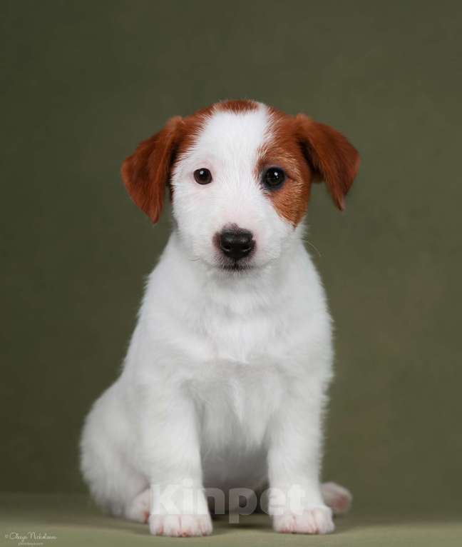 Собаки в Санкт-Петербурге: Марлекс Солар Николь Девочка, 50 000 руб. - фото 5