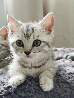 Британские котята 2 месяца
