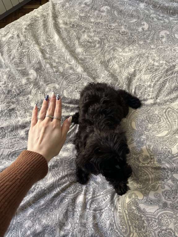 Собаки в Санкт-Петербурге: Щенок Мальтипу девочка - 4 мес  Девочка, 50 000 руб. - фото 4