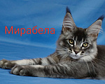 Кошки в Чайковском: Мирабела Девочка, 40 000 руб. - фото 1