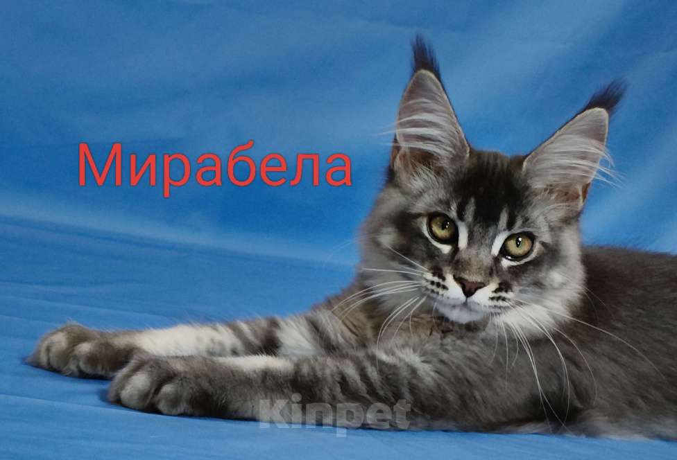 Кошки в Чайковском: Мирабела Девочка, 40 000 руб. - фото 1