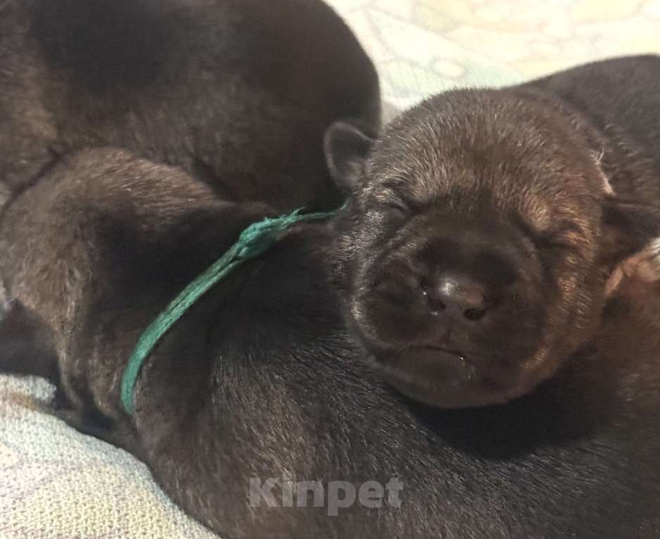 Собаки в Владимире: Девочки  Девочка, 50 000 руб. - фото 2