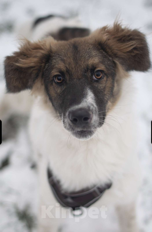 Собаки в Москве: Смарти,  весёлый парень Мальчик, Бесплатно - фото 1