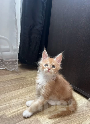 Кошки в Балашихе: Рыжий мальчик мейн-кун Мальчик, 35 000 руб. - фото 2