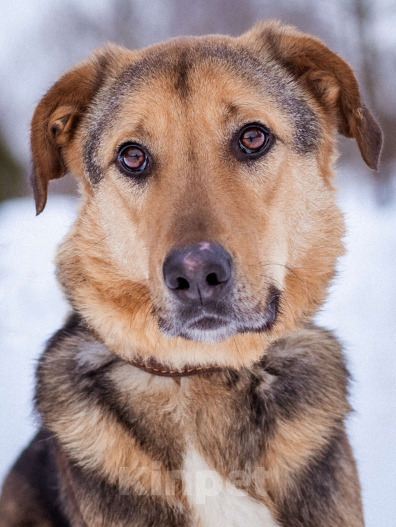 Собаки в Москве: Активный, жизнерадостный особенный мальчишка Мальчик, Бесплатно - фото 2