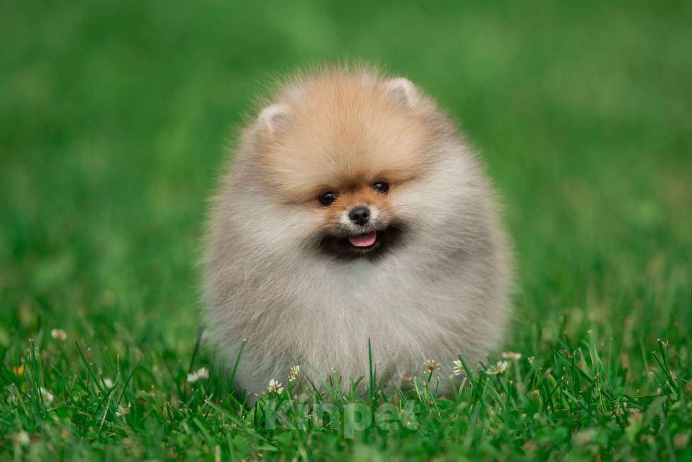 Собаки в Санкт-Петербурге: Марлекс Кларк Кент Мальчик, 75 000 руб. - фото 3