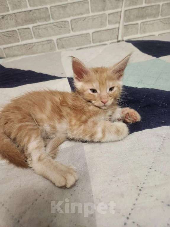 Кошки в Екатеринбурге: Котята мейн-кун в добрые руки Девочка, 20 000 руб. - фото 4