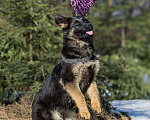 Собаки в других городах Московской области: Щенок немецкой овчарки рабочего разведения Девочка, 80 000 руб. - фото 2