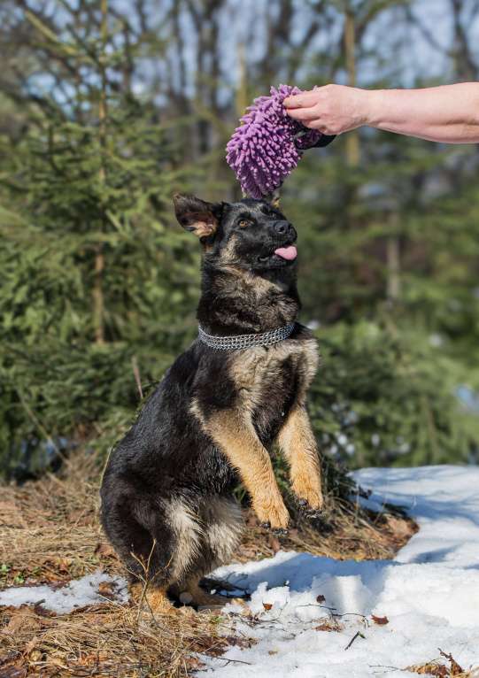 Собаки в других городах Московской области: Щенок немецкой овчарки рабочего разведения Девочка, 80 000 руб. - фото 2