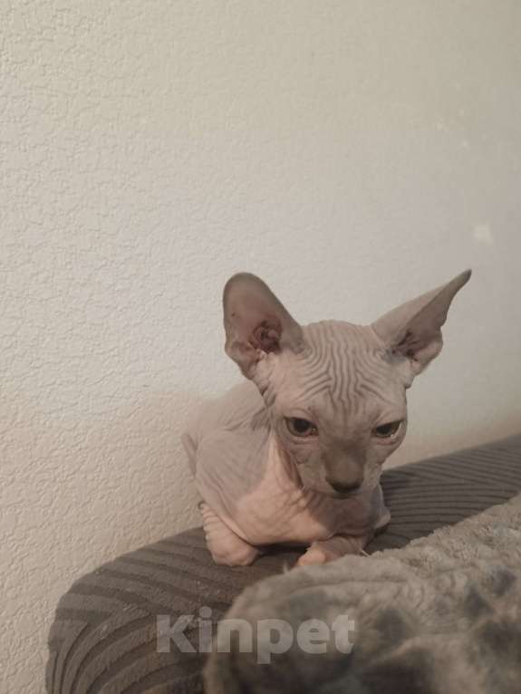 Кошки в Москве: Лиловый  Мальчик, 30 000 руб. - фото 2