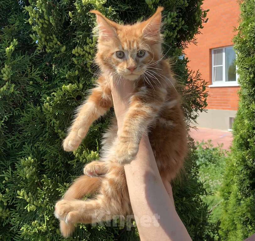 Кошки в Коломне: Котята породы Мейн кун  Мальчик, 35 000 руб. - фото 1