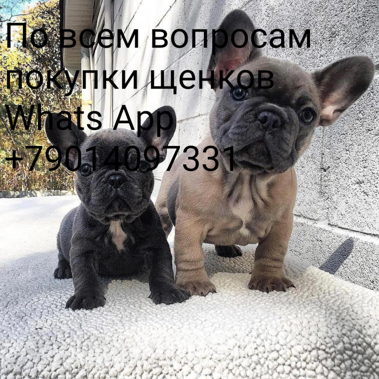 Собаки в Москве: Французский бульдог, 8 000 руб. - фото 1