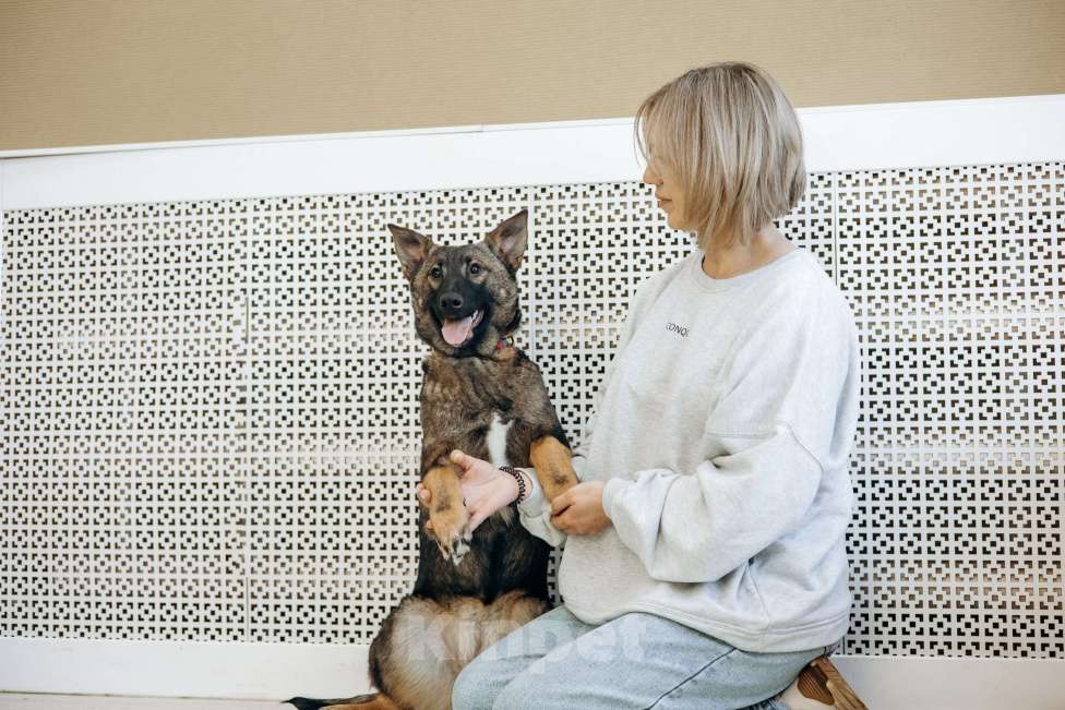 Собаки в Москве: Щенок метис бельгийкой овчарки Девочка, Бесплатно - фото 10
