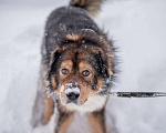 Собаки в Москве: Большой ласковый пес Вольт ждет Вашего звонка Мальчик, Бесплатно - фото 4