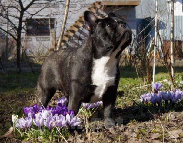 Собаки в Москве: Французский бульдог Девочка, 35 000 руб. - фото 3