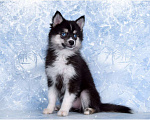 Собаки в Краснодаре: Щенки Помски ( мини-хаски) Девочка, 140 000 руб. - фото 2