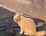 Кошки в Санкт-Петербурге: Найден кот Мальчик, Бесплатно - фото 2
