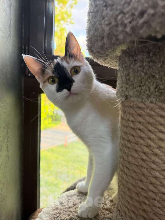 Кошки в Москве: "Счастье вдруг в тишине постучалось в двери" Девочка, Бесплатно - фото 4