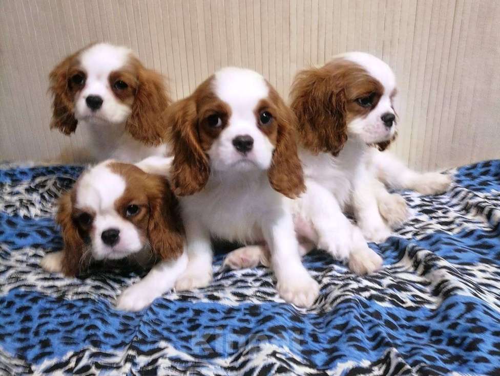 Собаки в Москве: Щенки Кавалер Кинг Чарльз спаниель 3 мес. Мальчик, 70 000 руб. - фото 4