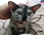 Кошки в Ростове-на-Дону: Кошечка европейской Бурмы Девочка, 65 000 руб. - фото 2