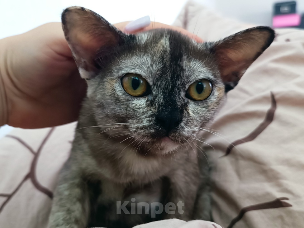 Кошки в Ростове-на-Дону: Кошечка европейской Бурмы Девочка, 65 000 руб. - фото 2