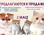 Кошки в Новокузнецке: Экзотические котята Мальчик, 25 000 руб. - фото 1
