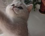 Кошки в Санкт-Петербурге: Британская серебриста шиншилла Девочка, 27 000 руб. - фото 4