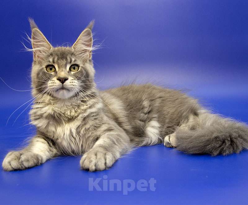 Кошки в Москве: Котенок Мейн Кун Девочка, Бесплатно - фото 1