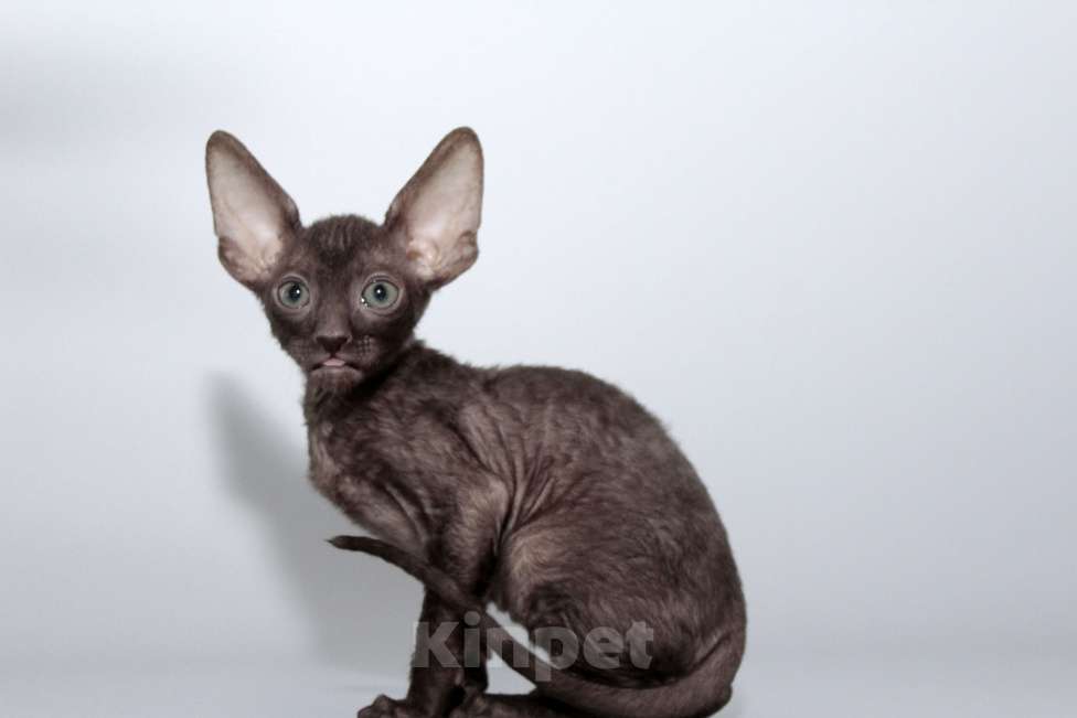 Кошки в Москве: шоколадный котик к резервированию Мальчик, 80 000 руб. - фото 4