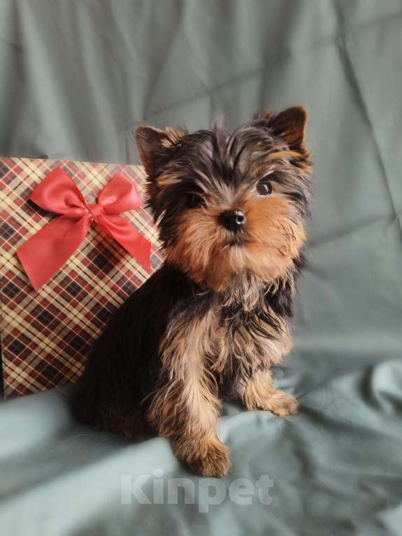 Собаки в Москве: Йоркширский терьер мини Девочка, 70 000 руб. - фото 3