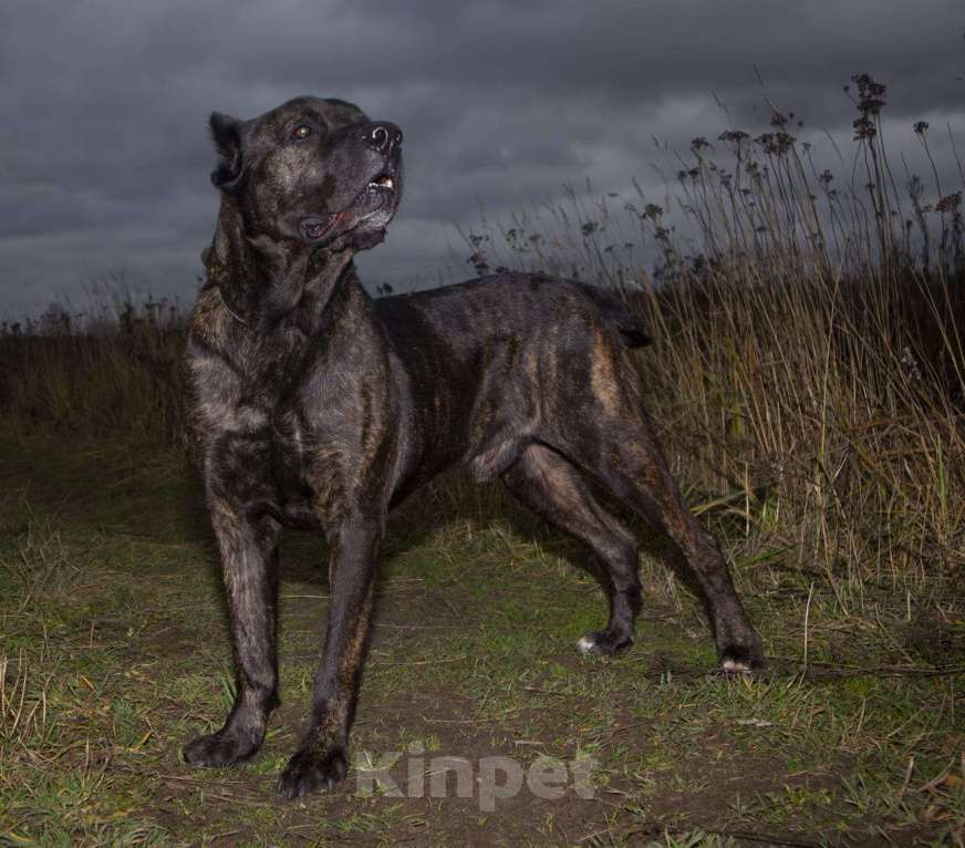 Собаки в Москве: Необыкновенный красавец кане-корсо Рэй в добрые руки Мальчик, Бесплатно - фото 8